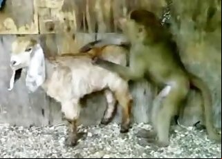 Animal Zoo Sex