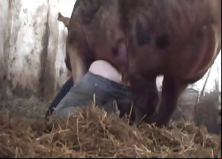 Pig