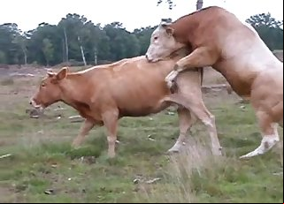 Bull