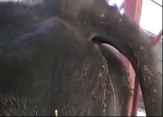 Cow